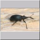 Apion meliloti - Ruesselkaefer 01 3-4mm.jpg